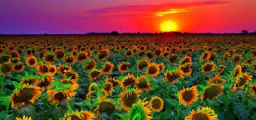 IGNITE YOUR PASSION WITH PURPOSE (PODCAST)