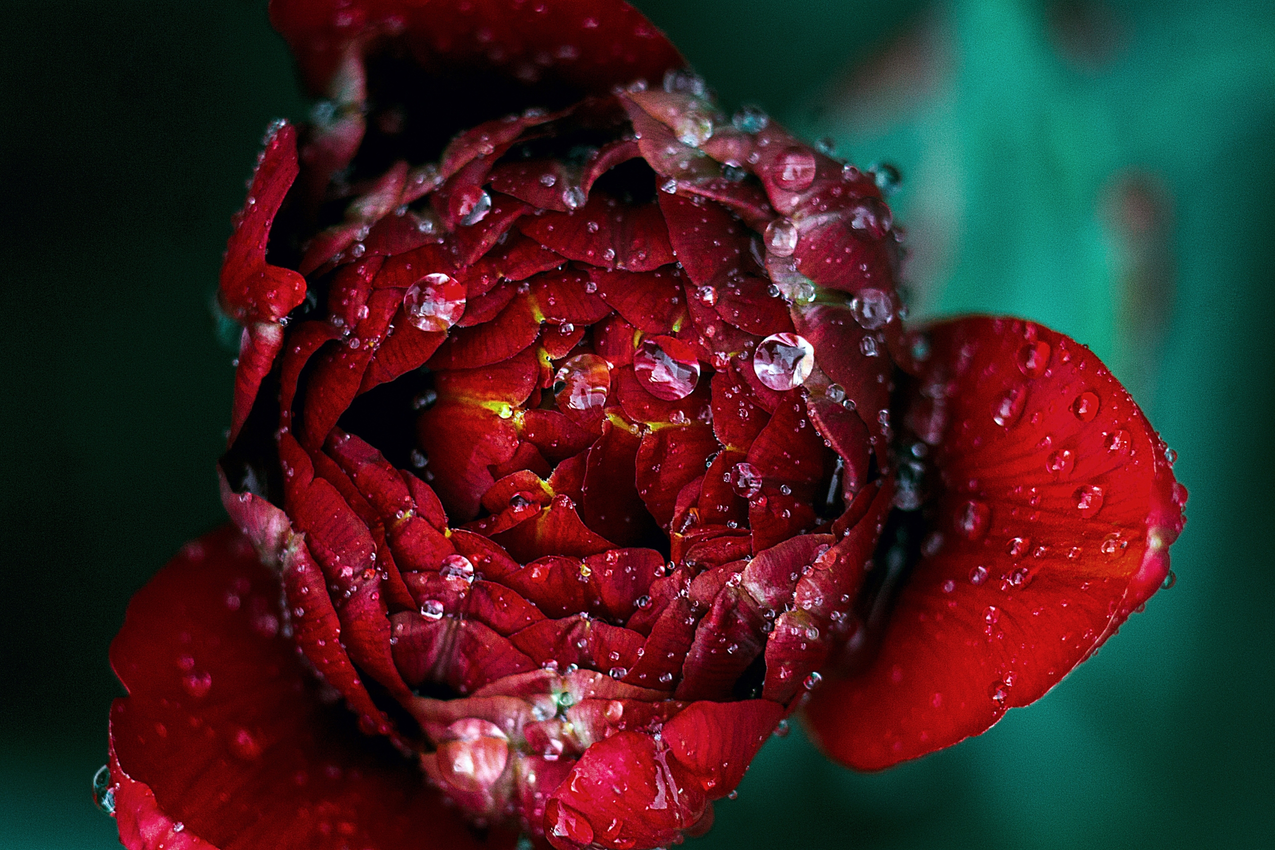 POTENTIAL: THE SEED FOR RULERSHIP (PODCAST)