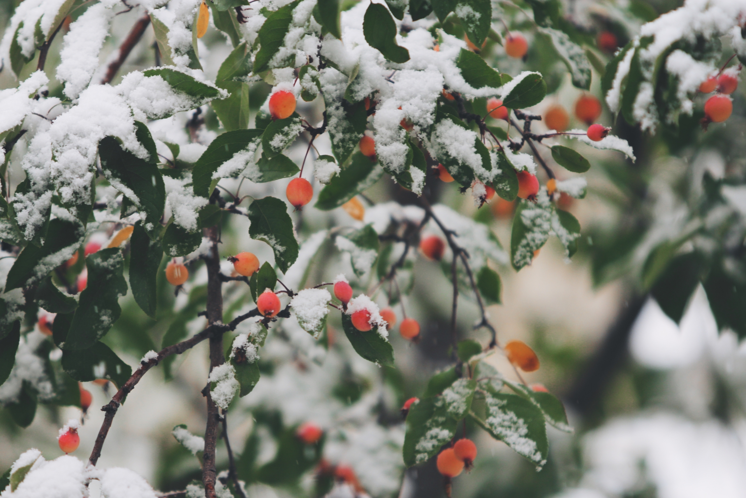 DO NOT CUT A FRUITFUL TREE (BLOG)