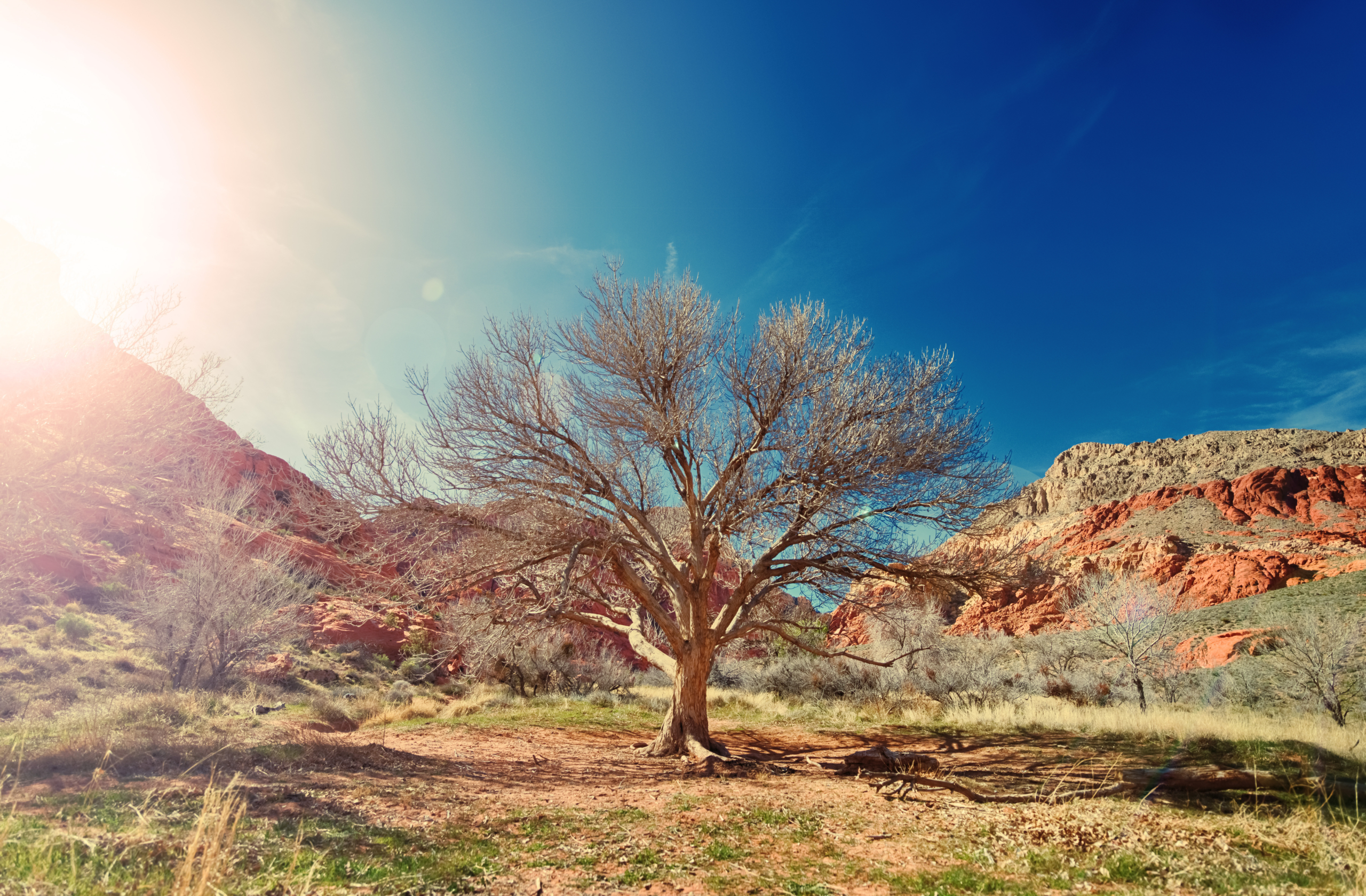 The Root and The Rock